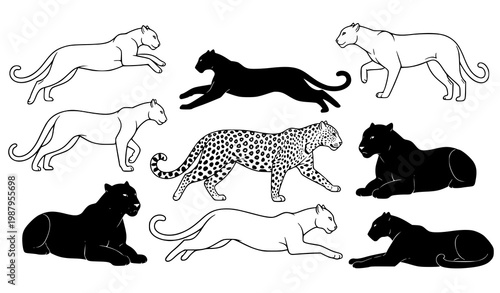 Leopard silhouette and outline vector set with dynamic poses black and white wildlife illustration
