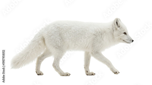 arctic fox walking profile view