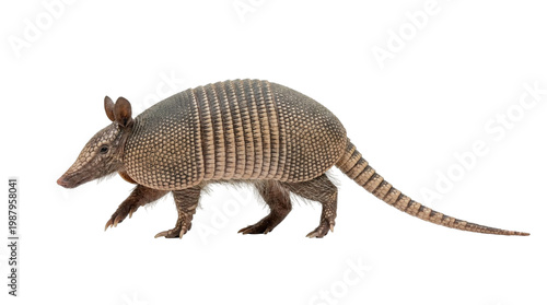 armadillo walking profile view