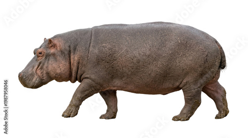 hippopotamus walking profile view