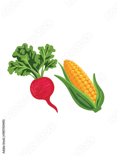 radish and corn composition on white background