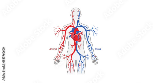Detailed human body vascular system illustration with heart arteries and veins