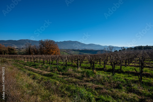 Vineyard rows with mountains in rural Italy