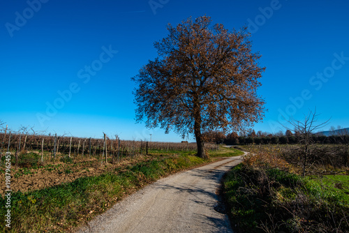 Rural road with tree and vineyard in Italy