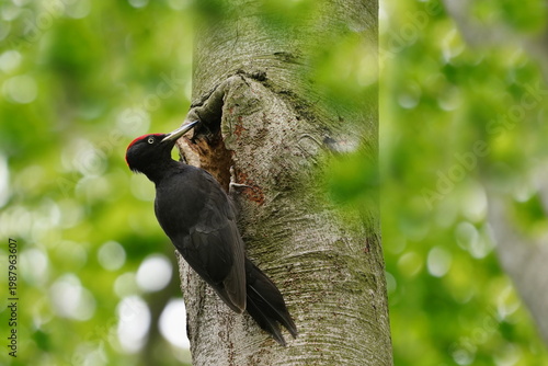 A male black woodpecker is feeding his young in the nest. . A male black woodpecker in the nature habitat. Dryocopus martius