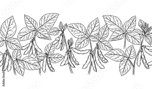 Soybean plant horizontal vector set with black and white botanical leaves and pods