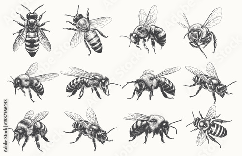 Vintage Engraving Style Honey Bee Illustrations Set. Hand Drawn Insects Vector Line Art for Organic Honey Packaging and Apiary Branding
