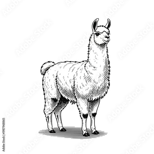 Llama standing alone in illustration.
