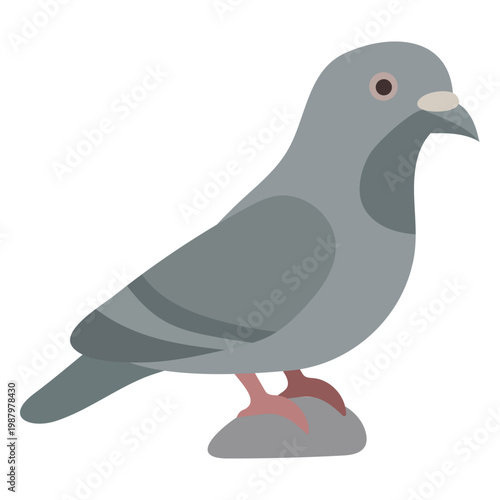 Gray pigeon standing on rock. Vector illustration of urban bird. Symbol of chronotype representing daily routine and natural biological rhythm in lifestyle and animal behavior design