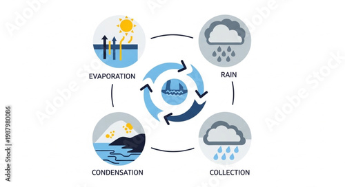 Diagram of the water cycle showing evaporation condensation and precipitation.