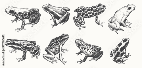 Hand Drawn Exotic Poison Dart Frogs Vector Set. Vintage Engraving Style Amphibian Line Art for Tropical Conservation and Zoological Branding.
