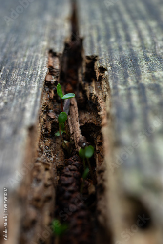 Small Green Sprout Growing in Ground Crack