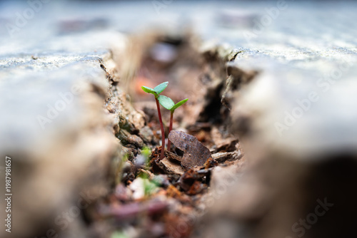 Small Green Sprout Growing in Ground Crack