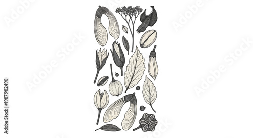 Botanical illustration of various plant elements including seeds, leaves, and pods in a vintage scientific style.