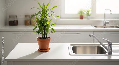 Modern kitchen, white countertop, potted plant, stainless steel sink, home decor