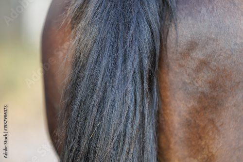 Macro shot of a dark horse's tail and the texture of its coat