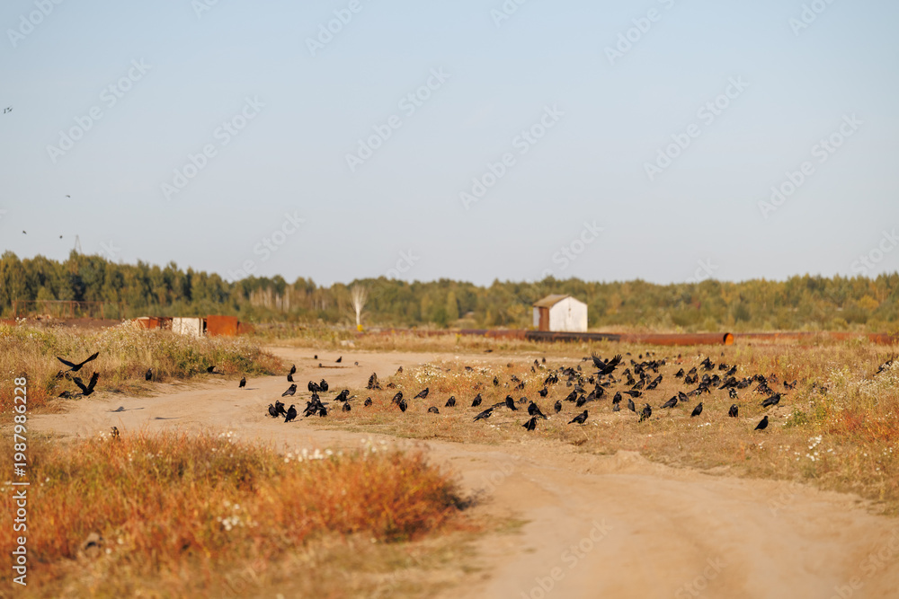 Fototapeta premium A large flock of black ravens gathered on a dirt road and dry grass in a rural field under a clear sky