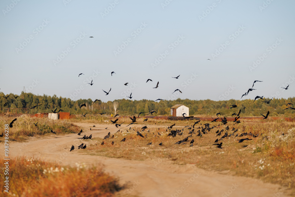 Fototapeta premium Numerous black crows taking flight from a dry meadow and a dirt path against a backdrop of distant forest