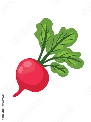 organic radish set vector design isolated white background