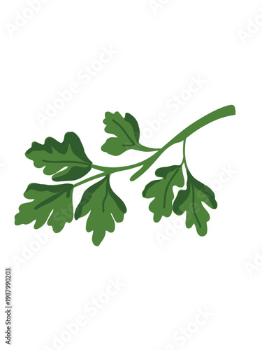 parsley vector illustration isolated on white background