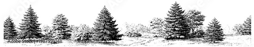 Wide format evergreen forest border drawing with conifer silhouettes ideal for outdoor brand packaging merchandise and nature themed design