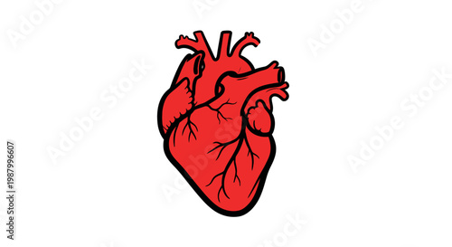 Red Heart Organ Illustration Closeup.
