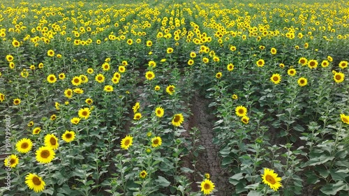 Endless Sunflower Field Under Blue Sky with Gentle Breeze | Nature Landscape