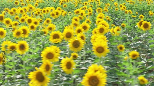 Endless Sunflower Field Under Blue Sky with Gentle Breeze | Nature Landscape