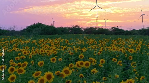 Endless Sunflower Field Under Blue Sky with Gentle Breeze | Nature Landscape