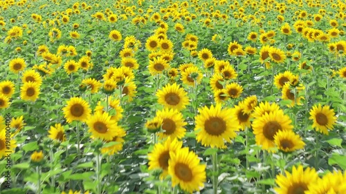 Endless Sunflower Field Under Blue Sky with Gentle Breeze | Nature Landscape