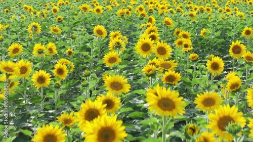 Endless Sunflower Field Under Blue Sky with Gentle Breeze | Nature Landscape