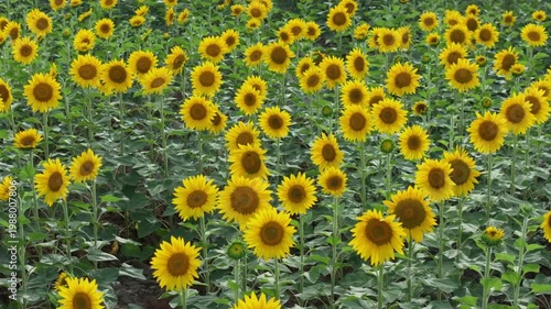 Endless Sunflower Field Under Blue Sky with Gentle Breeze | Nature Landscape