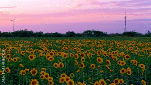 Endless Sunflower Field Under Blue Sky with Gentle Breeze | Nature Landscape