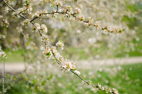 Blooming tree branch soft focus floral scene
