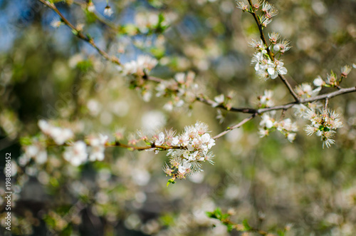 White flowers blooming tree branch closeup