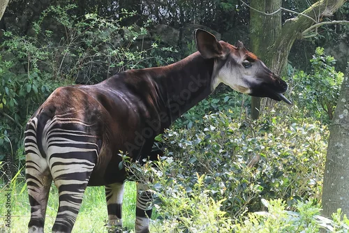 Fototapeta オカピ