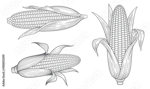Tableau sur toile Corn outline drawing set with maize cob detailed line art isolated on white background