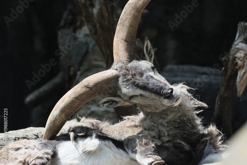 スーチョワンバーラル