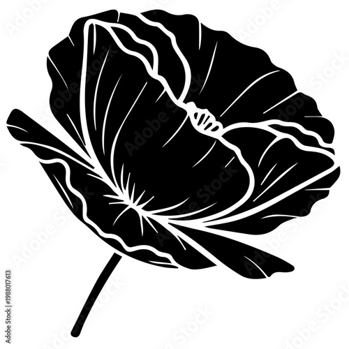 black and white flower illustration, poppy vector, linear flower illustration