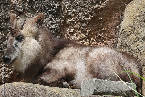 ニホンカモシカ