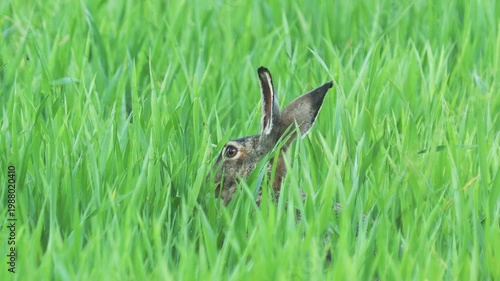 The European hare rabbit eating green wheat, Lepus europaeus