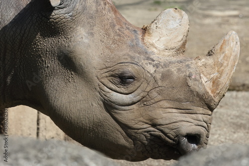 ヒガシクロサイ