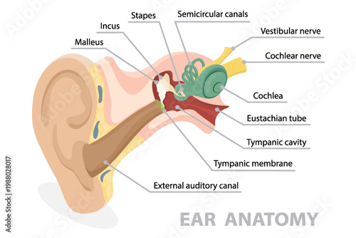 Anatomy of human ear. Inner structure of hearing mechanism medical organ system with nerve, sound canal with names. 3d flat educational isometric vector diagram.