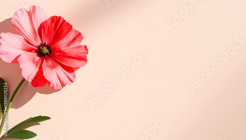 Pink and red flower arranged on a soft beige background, flat lay composition, vibrant petals, elegant floral design, soft natural lighting