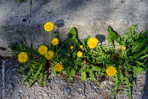 yellow flower in the garden