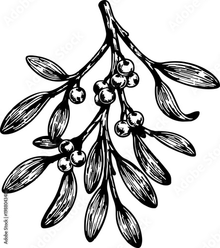 Black and white illustration of mistletoe sprig with leaves and berries, vintage botanical drawing, winter holiday decoration element