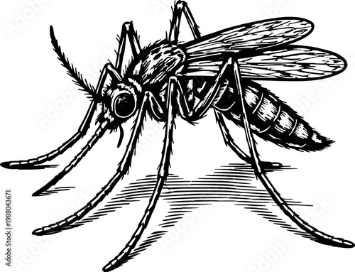 Detailed illustration of a mosquito, insect, disease vector, parasitic pest, scientific drawing, black and white line art, isolated on white