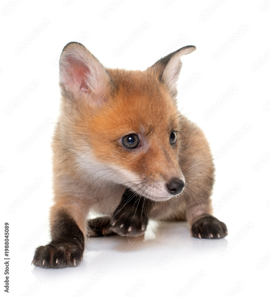 Fototapeta premium fox cub in studio