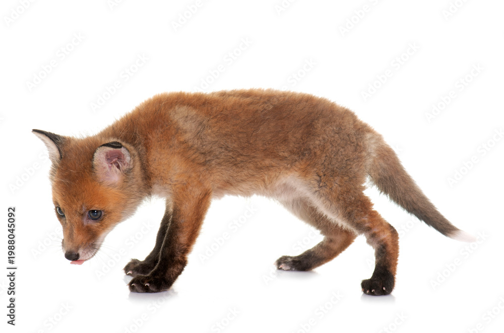Fototapeta premium fox cub in studio