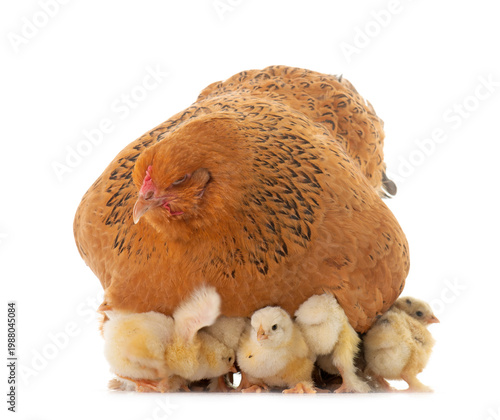 Fotografia brahma chicken and chicks